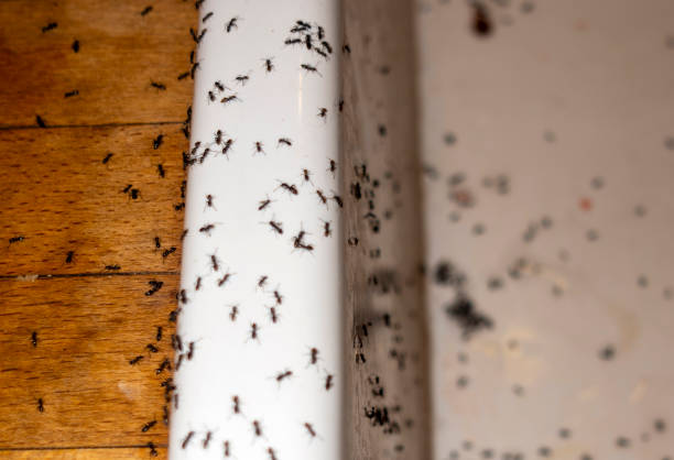 Best Residential Pest Control  in Allendale, CA
