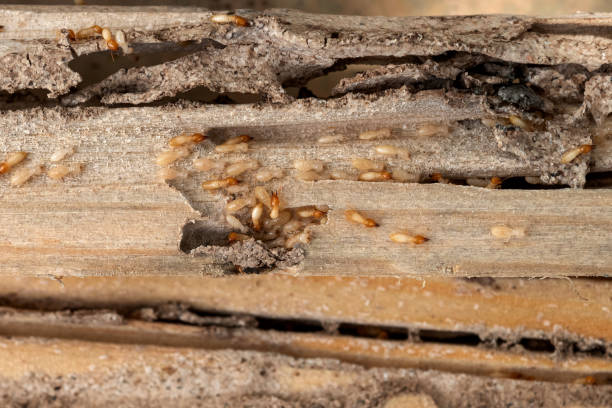 Best Bed Bug Extermination  in Allendale, CA
