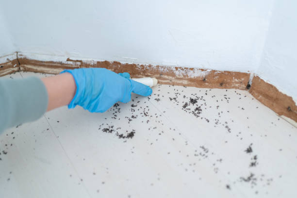 Best Local Pest Control Services  in Allendale, CA